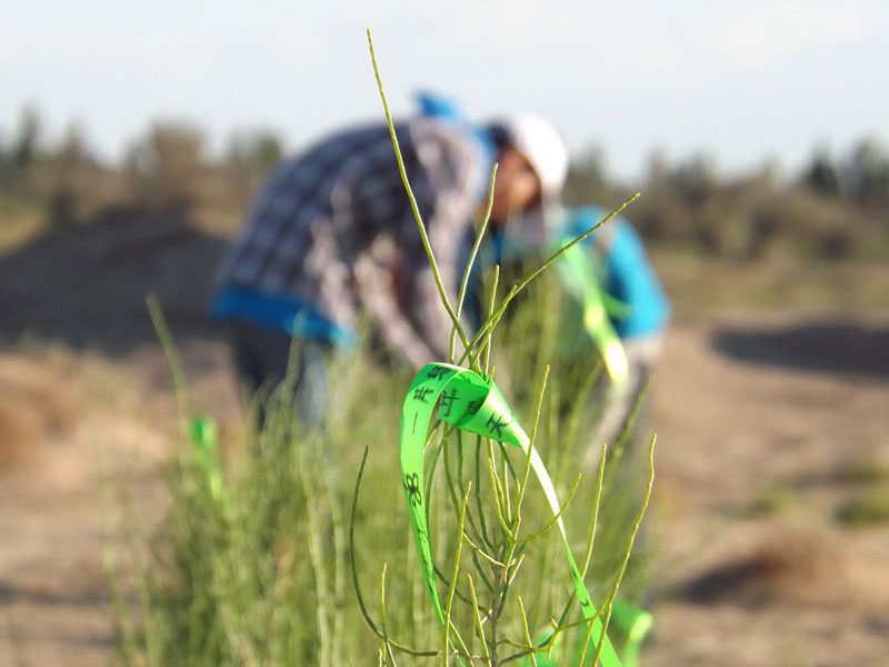 7��14�����磬��ҁ��������֌���ٛ�ߵľG�z��ϵ��������������ͽz����ꖹ����ҫ���W���Gɫ�Ĺ�â��