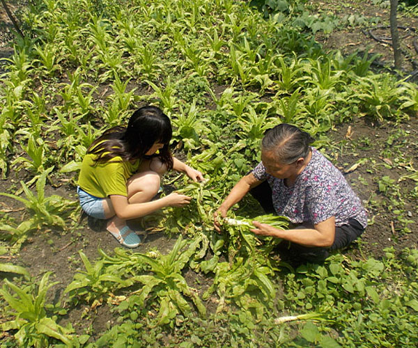 ��������æ�_�y��ժ�Ĳ˲��ϸ���ժ��Ч�ʵ�����(j��ng)�^������Ϥ��ָ��(d��o)���ܿ�꠆T���M���ˠ�B(t��i)��