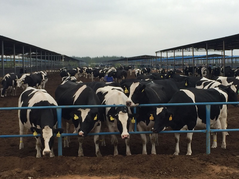 ���w��ɳĮ�ｨ�O(sh��)����ţ����