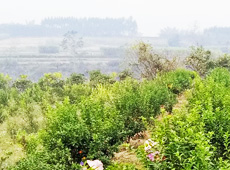 �������ܵ��l(xi��ng)�����ǰ���ӷ��s����������ؚ�F����С����ͨ�^���������(y��u)���Ľ�(j��ng)��(j��)��������׃��ؚ�F��ò������̽۴��S������ɵ��r(n��ng)��@�����S������롭