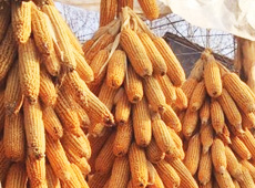 �Ŵ���������֮����