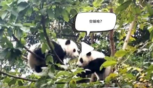 �L�L��̫�ɐ�����С��ȫ�̡���ĸЦ����