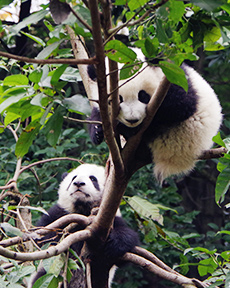 ����؈���B(t��i)����