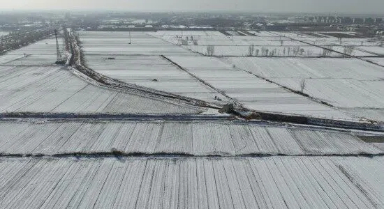 寒潮之下，晚播的冬小麥受影響嗎？