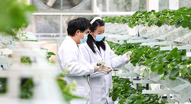 上海:實訓(xùn)基地學(xué)“智慧農(nóng)業(yè)”